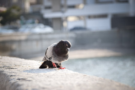 Pigeon is walking on the wall near to people he is looking for food.の写真素材