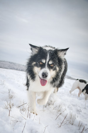 Tricolor border collie is running on the field in the snow. He is so fluffy dog.の写真素材