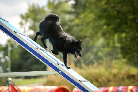 Dog is running in agility park on dog walk. She teaches new thing for competition.の写真素材