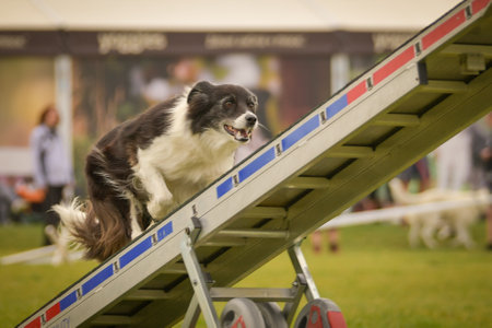 Dog is running on agility see-saw. She is so incredible dog on agility.の写真素材