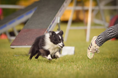 Dog is running on agility see-saw. She is so incredible dog on agility.の写真素材