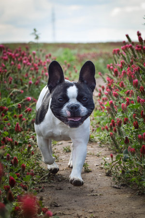 Puppy of french bulldog is running in crimson clover. He is so cuteの写真素材