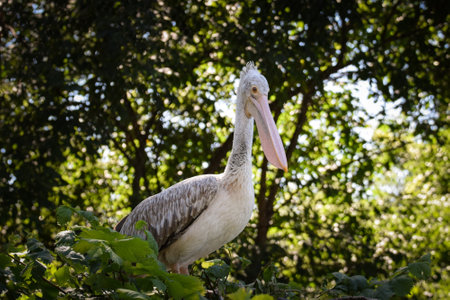 Zoo portrait of pelican who is on tree. They are amazing animals. And they are looking so good.の写真素材