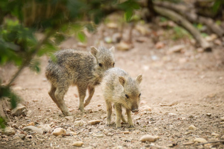 Two little pigs at the zoo. Autumn baby pigs playing in the zoo.の写真素材