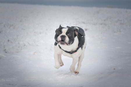 French bulldog is running on the field in the snow. Winter fun in the snow.の写真素材