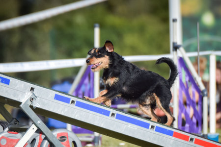 Dog is running on agility see-saw. She is so incredible dog on agility.の写真素材