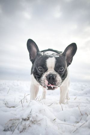 French bulldog is running on the field in the snow. Winter fun in the snow.の写真素材