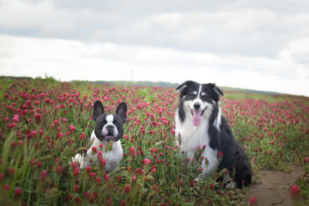 Adult border collie and french bulldog are sitting in crimson clover. He wants it so much.の写真素材