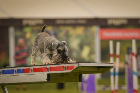 Dog is running on agility see-saw. She is so incredible dog on agility.の写真素材