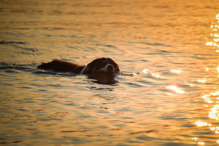 border collie comes out of the sea. wet dog with a stick in his mouthの写真素材