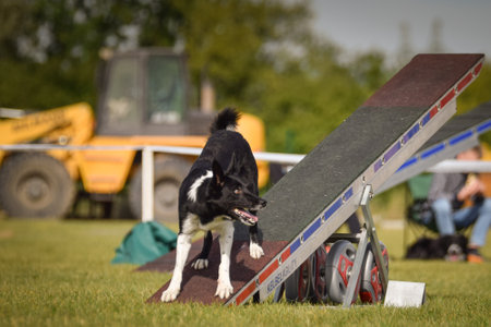 Dog is running on agility see-saw. She is so incredible dog on agility.の写真素材
