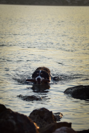 border collie comes out of the sea. wet dog with a stick in his mouthの写真素材