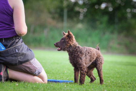 Dog is teaching new things on training. playing outside in the grass. He is so crazy dog on trip.の写真素材