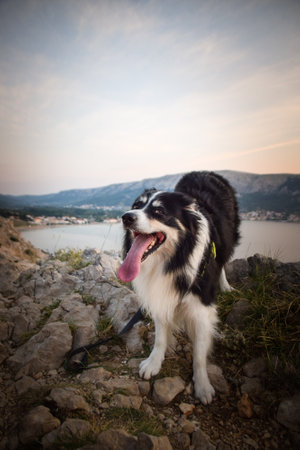 dog standing on stones in Croatian landscape. Dog standing above the sea. Beautiful viewの写真素材