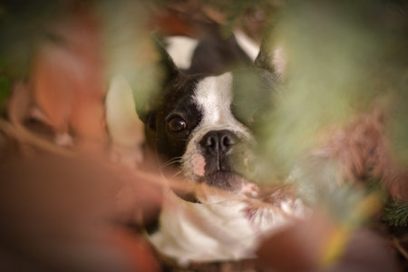 Autumn portrait of French bulldog in leaves. He is so cute in the leaves. He has such a lovely face.の写真素材
