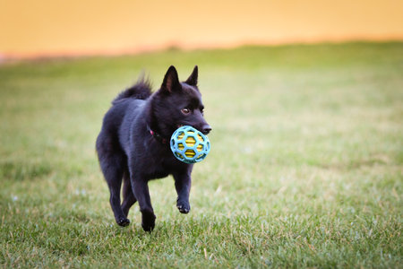 Dog is running on training. playing outside in the grass. He is so crazy dog on trip.の写真素材