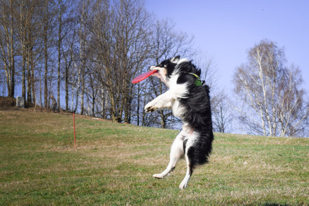 Dog is running with competition. When a dog wants something he can fly. Flying border collie is catching on Prague competition.の写真素材
