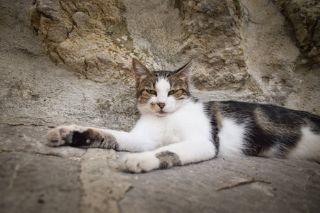 cat is laying in the city in croatia. Tourists can pet it. A stray cat.の写真素材