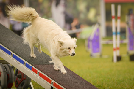 Dog is running on agility see-saw. She is so incredible dog on agility.の写真素材