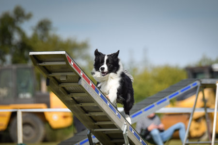 Dog is running on agility see-saw. She is so incredible dog on agility.の写真素材