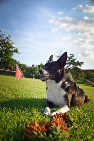 Dog is laying in the grass. He is so crazy dog on trip.の写真素材