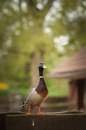 Duck in the zoo enclosure, spring chicks,の写真素材