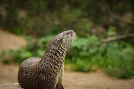 Otter in its enclosure. Summer day at the zoo. Otter after swimmingの写真素材