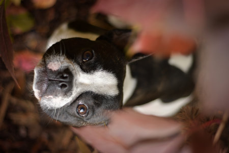 Autumn portrait of French bulldog in leaves. He is so cute in the leaves. He has such a lovely face.の写真素材