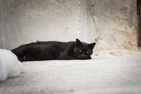 cat is laying in the city in croatia. Tourists can pet it. A stray cat.の写真素材