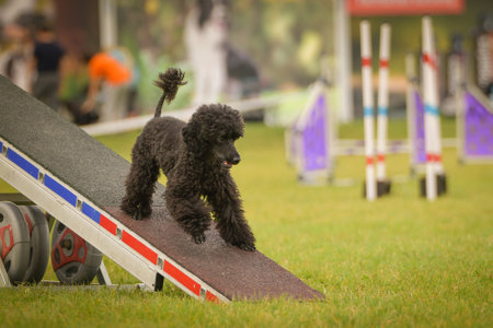 Dog is running on agility see-saw. She is so incredible dog on agility.の写真素材