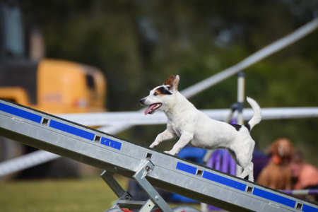 Dog is running on agility see-saw. She is so incredible dog on agility.の写真素材