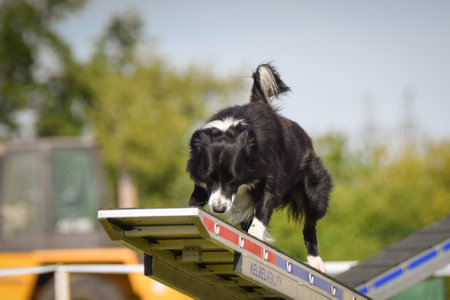 Dog is running on agility see-saw. She is so incredible dog on agility.の写真素材