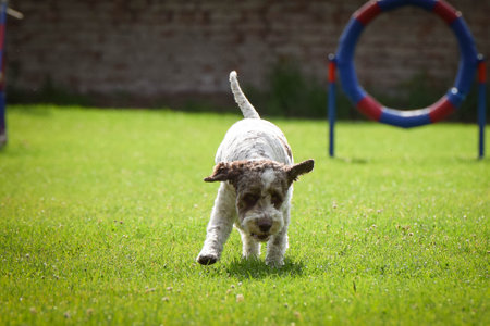Dog is running in the grass. He is so crazy dog on trip.の写真素材