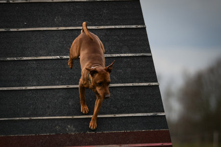 Dog, is running on agility A frame. Amazing evening, Hurdle having private agility training for a sports competitionの写真素材