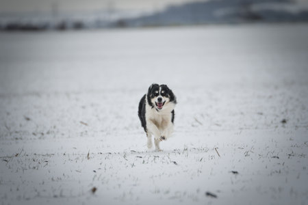 Border collie is running through a garden in the snow. Winter fun in the snow.の写真素材