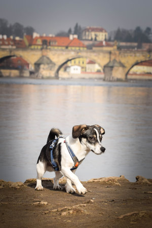 Dog is standing on the island in nature. He was in the center of Prague. She is so patient model.の写真素材