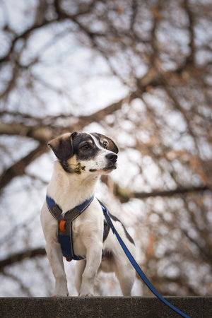 Dog is standing in the city center on the top of stairs. She is in the center of Prague. She is so patient model.の写真素材