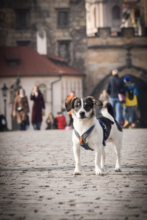 Dog is standing on bridge. He was in the center of Prague. She is so patient model.の写真素材