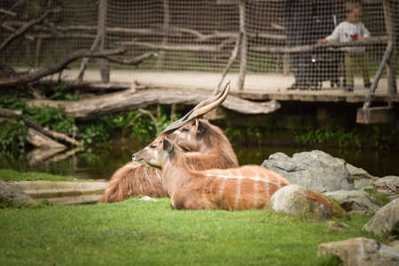 African Antelope are laying in the zoo near the fence. They have no place for living.の写真素材