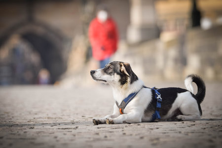 Dog is laying on bridge. He was in the center of Prague. She is so patient model.
