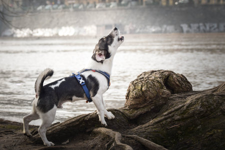 Dog is barking in city center. She is in the center of Prague. She is so patient model.の写真素材