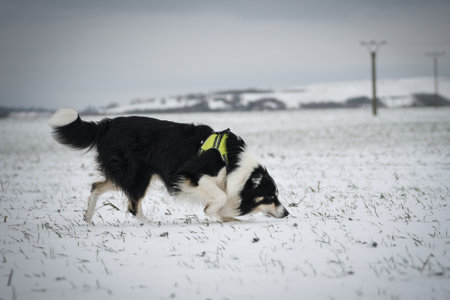 Border collie is running through a garden in the snow. Winter fun in the snow.の写真素材