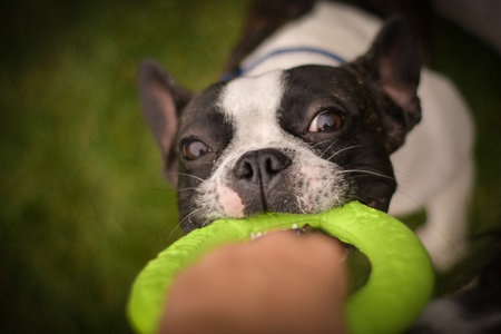 Autumn portrait of French bulldog in leaves. He is so cute in the leaves. He has such a lovely face.の写真素材