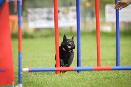 Dog is jumping over the hurdles. Amazing day on czech agility private trainingの写真素材