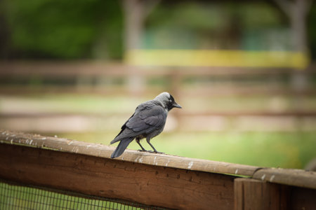 Bird is sitting on the bench in the zoo. A bird in a pond.の写真素材