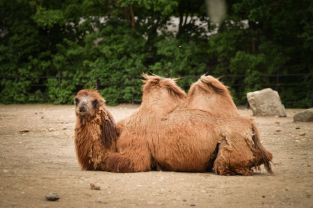 camel is lying in the zoo. brown fluffy head of amazing animals.の写真素材