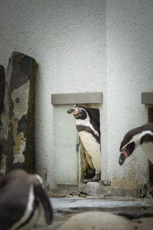 A Humboldt penguin (Spheniscus humboldti) in a Czech zoo.の写真素材