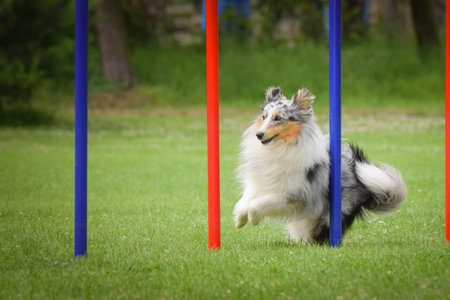 Dog is running slalom on his agility training on agility summer camp Czech agility slalom.の写真素材
