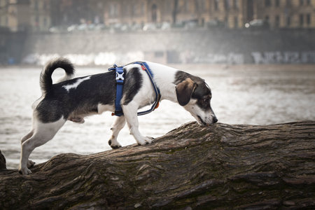 Dog is standing on a log. Dog is in the city center in Prague.の写真素材