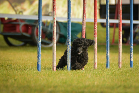 Dog is running slalom on his agility training on agility summer camp Czech agility slalom.の写真素材